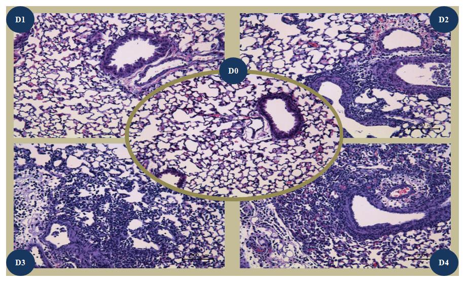 Histopathologic findings on H&E staining with lung tissues of DBA/1J mice infected with mutant-influenza virus during 4 days