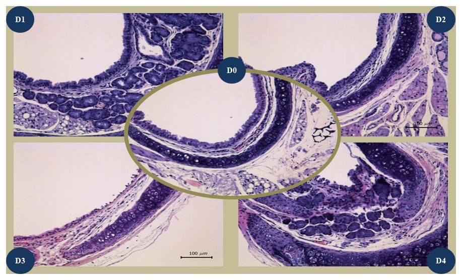 Histopathologic findings on H&E staining with trachea tissues of DBA/1J mice infected with wild type influenza virus during 4 days