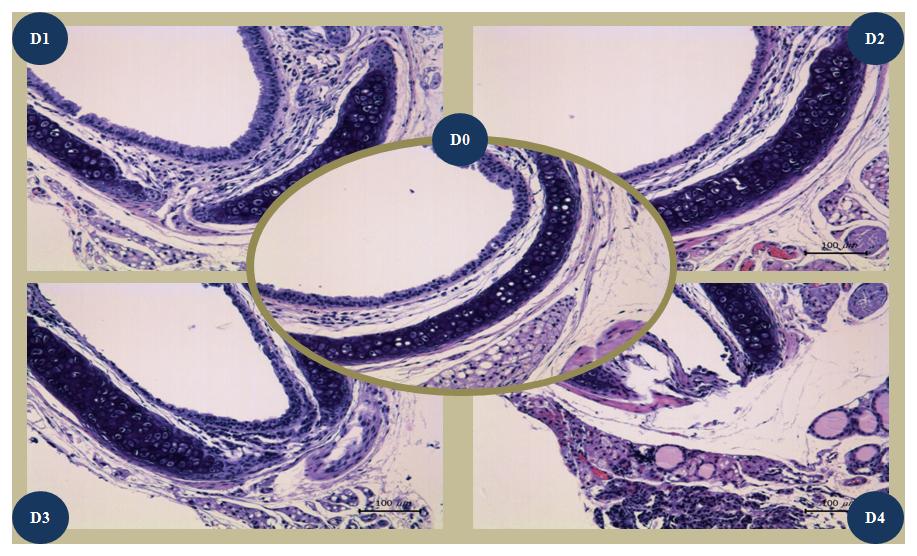 Histopathologic findings on H&E staining with trachea tissues of DBA/1J mice infected with mutant-influenza virus during 4 days