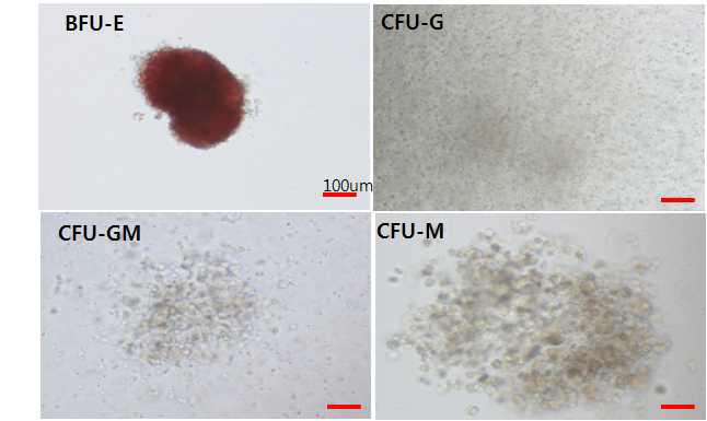 결빙방지단백질을 포함하는 냉동배지를 사용한 조혈줄기세포의 해동 후 CFU 시험의 14일 시험 결과.