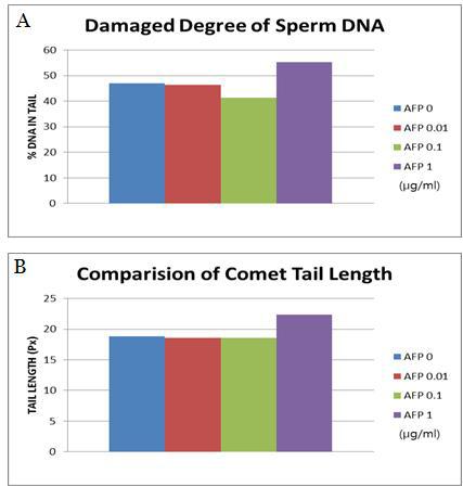 50 sperm per each group were analyzed to run Single Cell Gel Electrophoresis (SCGE).