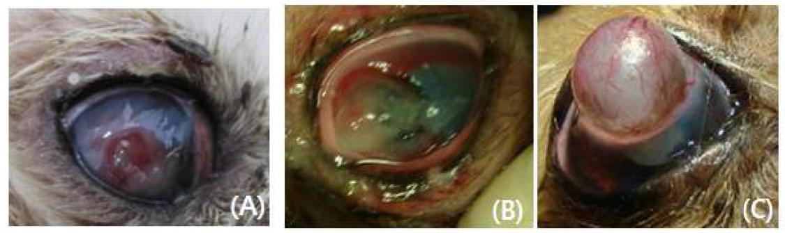 (A) Case 1. Note the corneal perforation on the center of the cornea. (B) Case 2. Diffuse melting ulcer can be observed. (C) Case 3. Note the cyst on the right cornea. 11×11×13 mm