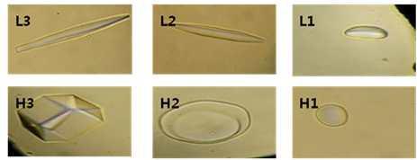 Ice-crystal morphologies in the presence of AFGP analogues