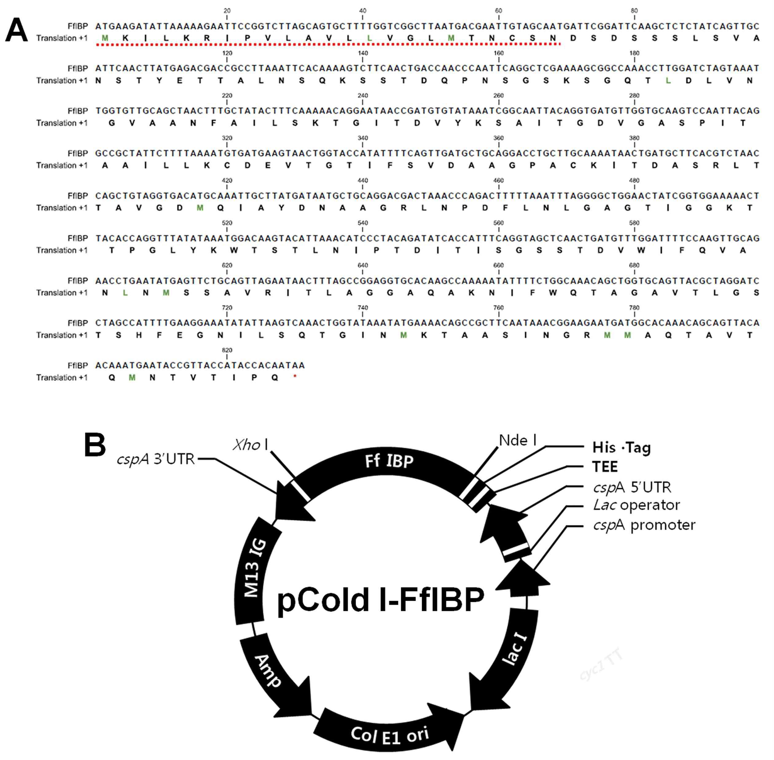 (A) 그림은 FfIBP 결빙방지단백질의 DNA 와 단백질 서열 (NCBI Reference Sequence: ZP_09896943.1)을 나타냄.