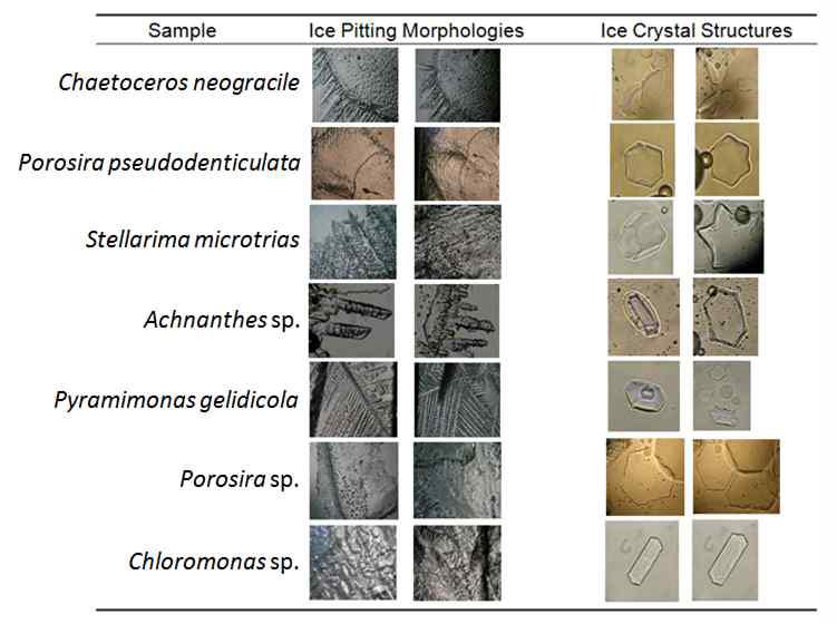 결빙방지활성을 나타내는 7개의 대표적인 극지미세조류의 결빙방지능 측정