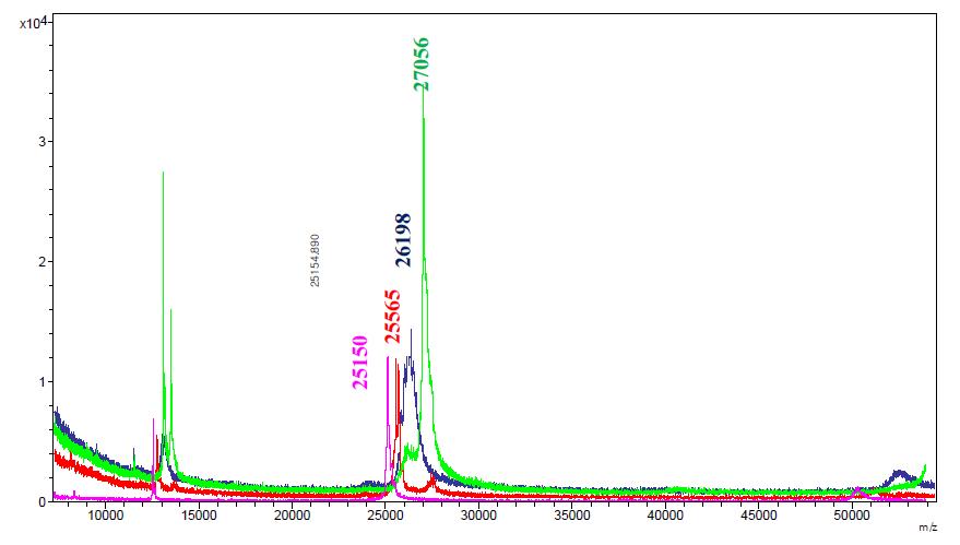 MALDI-TOF를 이용한 결빙방지단백질의 분자량 결정, MALDI-TOF 실험으로 부터 Native LeIBP (25565 Da), bLelBP (25150)과 pLelBP (26198 Da)의 분자량을 확인하였다.