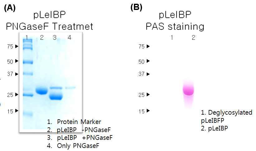 PNGaseF 효소를 처리하여 N-글리코실레이션 부위를 절단하기 전 후 pLeIBP 샘플의 SDS-PAGE 분석(A)과 PAS staining (B) 결과.