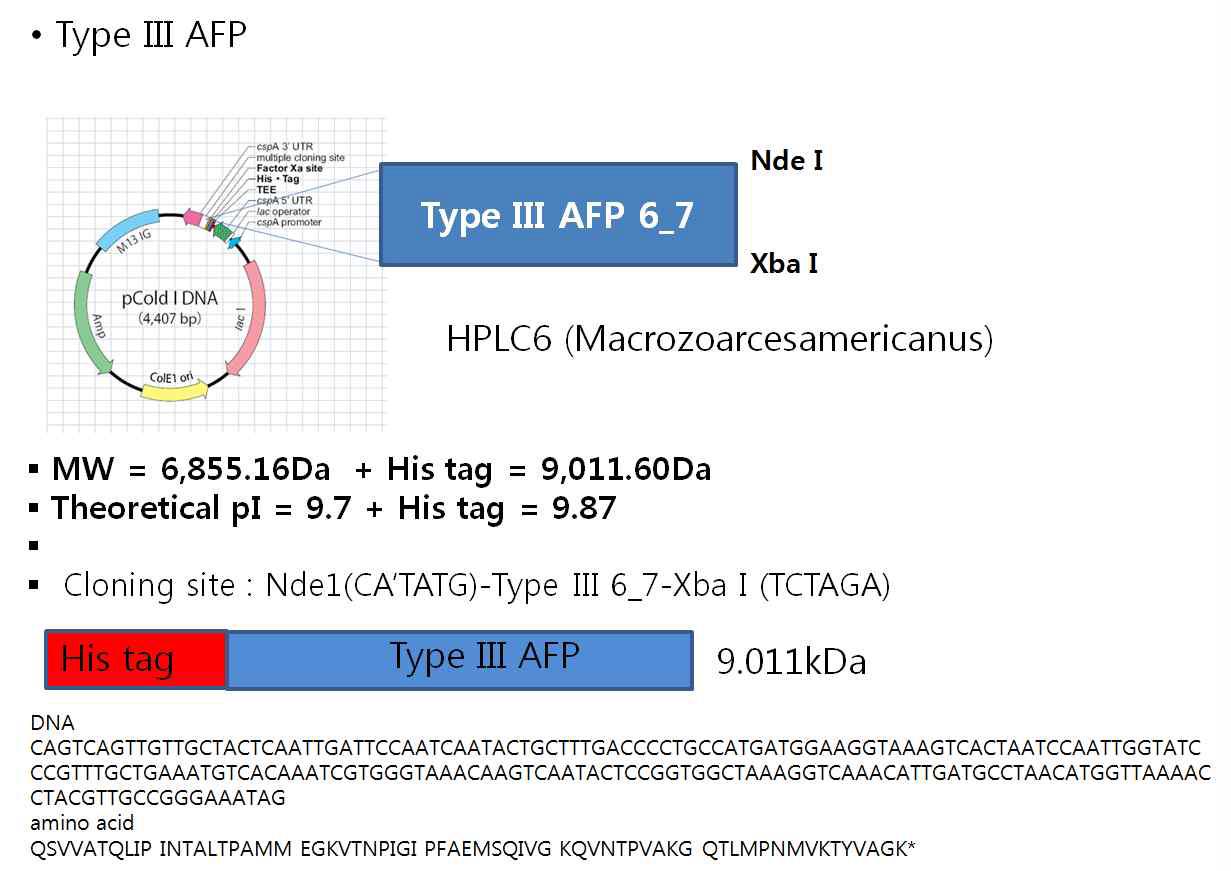 대장균 발현시스템을 이용 재조합 Type III AFP 발현을 위한 construct 제작 모식도 및 DNA, 아미노산 서열 정보