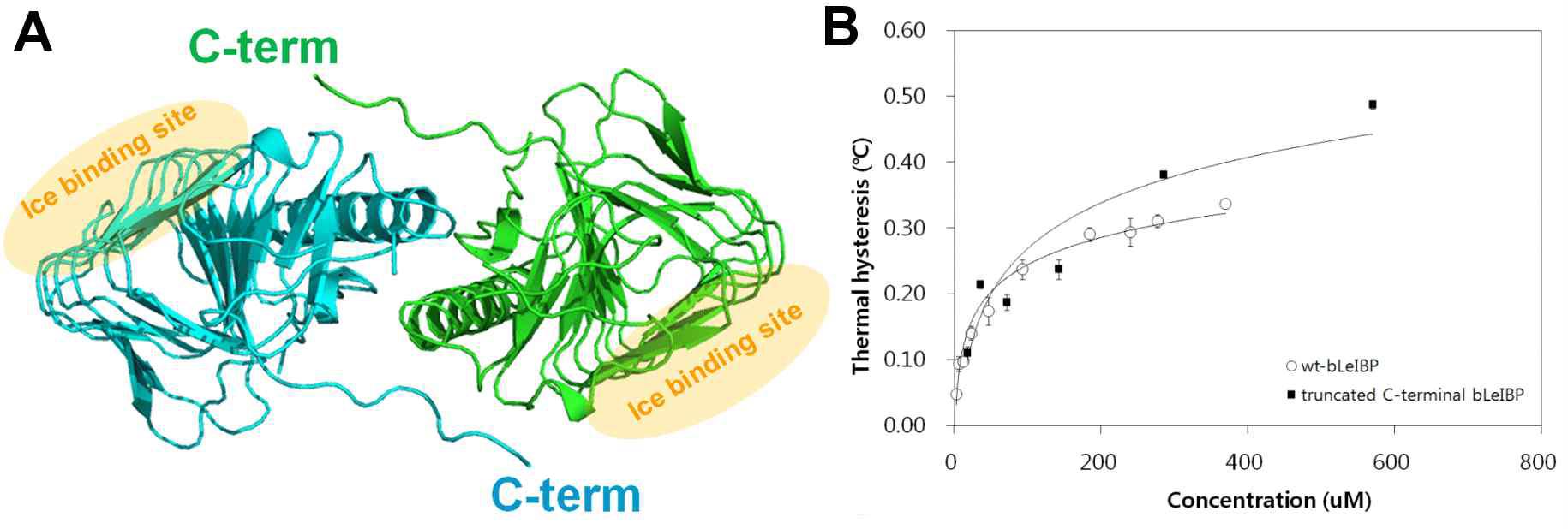 (A) LeIBP 결빙방지단백질의 이량체 형성 모습. (B) 이량체 형성에 중요한 C-말단 부위를 제거하였을 때 결빙방지활성이 13% 증가됨을 확임 (0.3 mM 농도에서).