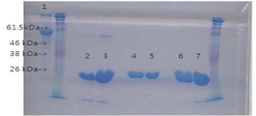 생산된 AY30AFP 단백질의 SDS-PAGE 결과. 26 kDa 크기의 단백질을 생산하였음.