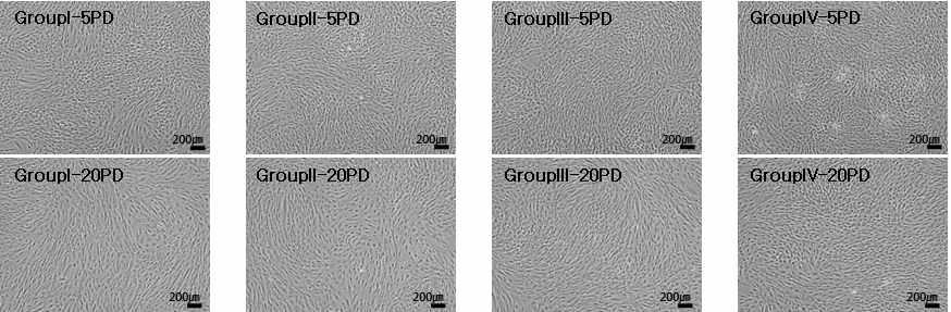 해동 후 5PD와 2PD 시기의 세포 형태 관찰.