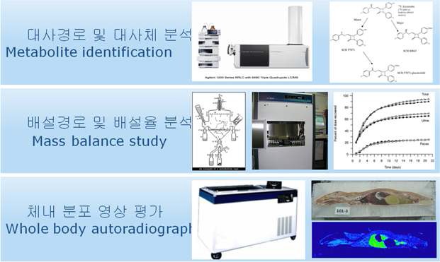 방사성동위원소 표지 약물의 ADME 평가