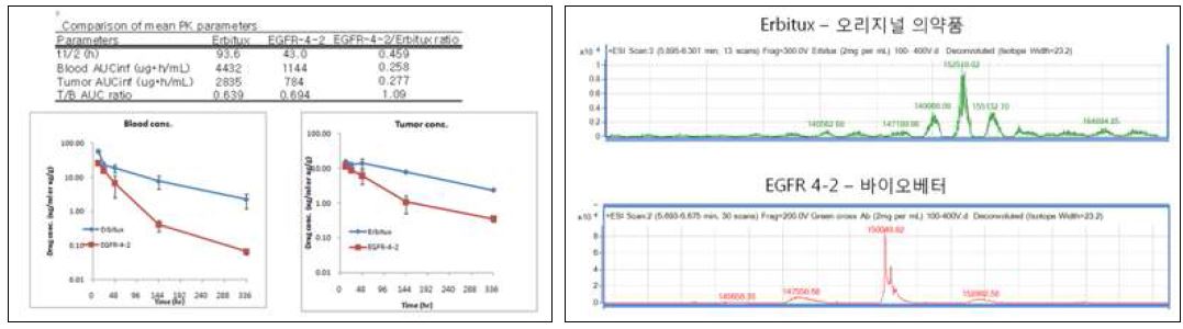 혈중 PK 프로파일(좌), 항체의 분자량 측정(우)