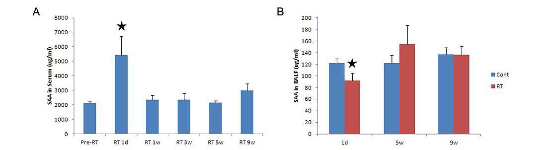 Figure 7. 방사선 피폭 후 혈청 및 BALF에서의 SAA 농도 변화
