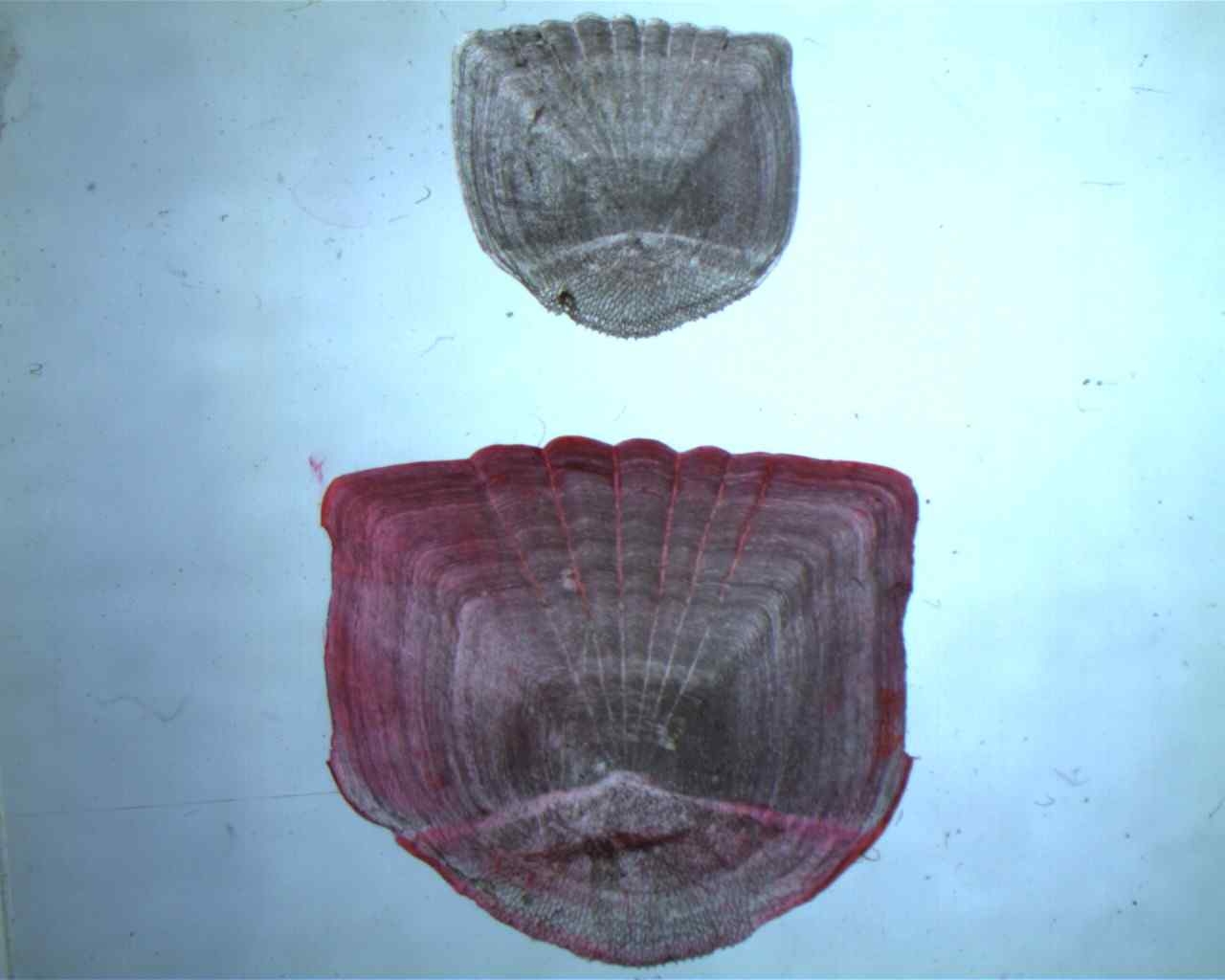 그림 21. 괴산호 배스의 비늘사진(10×0.67배).