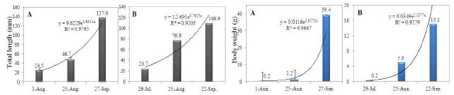 그림 38. 소수저수지 방류 쏘가리 Siniperca scherzeri(A)와 실내 양식 쏘가리(B)의 성장 비교.