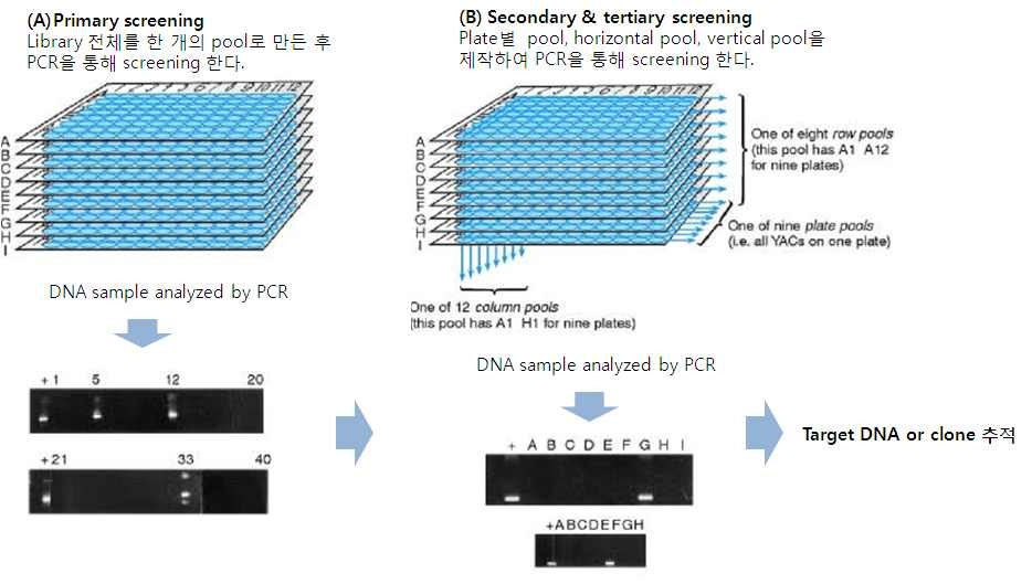 그림 3. 3D pooling 제작 모식도와 PCR 방법을 통한 screening 방법.