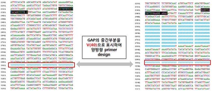그림 6. 클론 gap 영역의 primer 제작 방법.