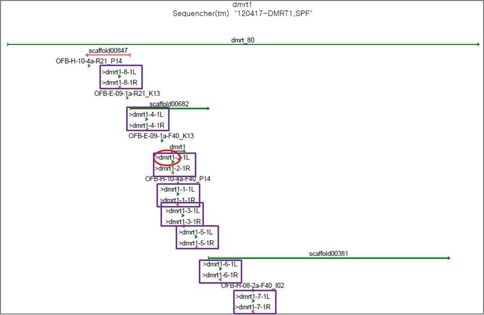그림 11. Primer 8 set 의 DMRT1 gene 염기서열 영역의 확인.