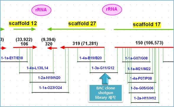 그림 13. 마크로미디어사의 프리핸드 프로그램을 이용한 rRNA 영역.