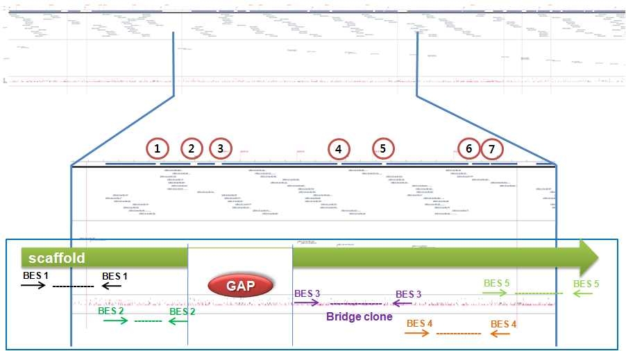 그림 21. Scaffold내 BAC 클론 gap 영역