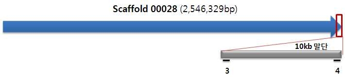 그림 28. 미분류 scaffold 00028의 3,4 region screening 위치