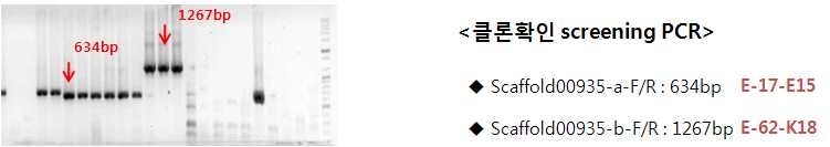 그림 31. 2.5Mb 미분류 scaffold 2차 screening(클론확인).