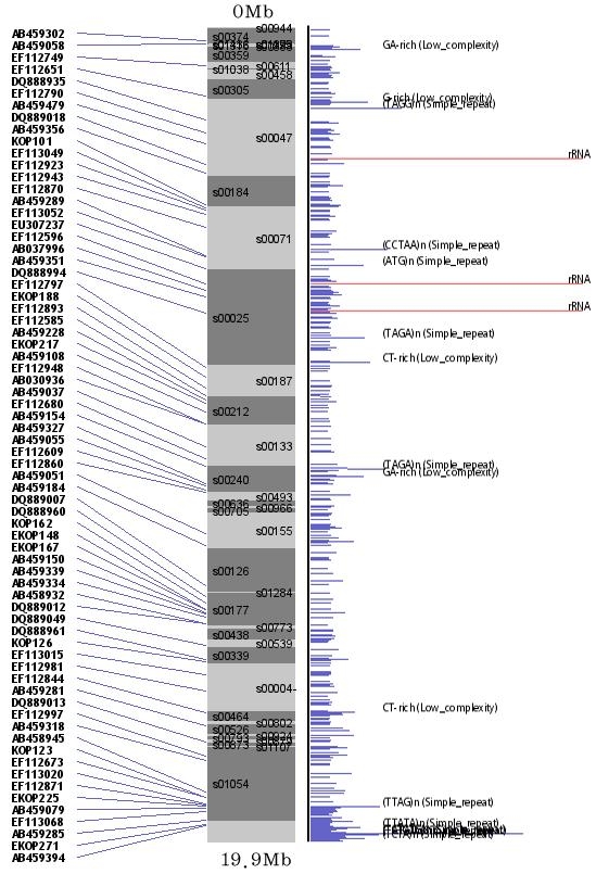 그림 42. 넙치 1번 염색체의 rRNA region 맵.