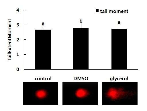 그림 2. 10%의 DMSO와 10% glycerol에서의 신선정자 및 냉동보존된 정자의 꼬리 운동성