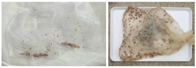그림 21. 남해안에서 생산한 참가리비 초기종묘(좌, 5월)와 육성종묘(우, 9월)