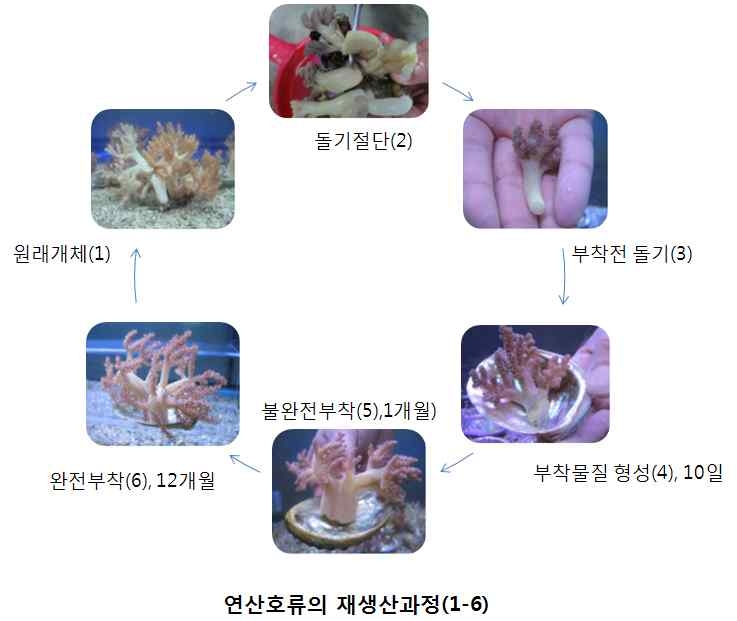 그림 1-18. 연산호 부착돌기 생성단계 과정