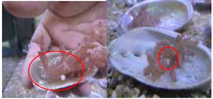 그림 1-31. 절단법에 침핀 사용 부착돌기 생성기법을 이용한 산호 인공종묘조각