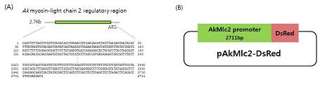 그림 2-6. 칼납자루 마이오신 유전자 발현조절부위의 염기서열과 이를 이용한 형질전환용 발현 벡터.