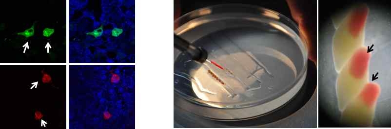 그림 2-8. 조직특이적 형광발현벡터의 형광 발현(A)과 미세주입된 각시붕어 수정란(B).
