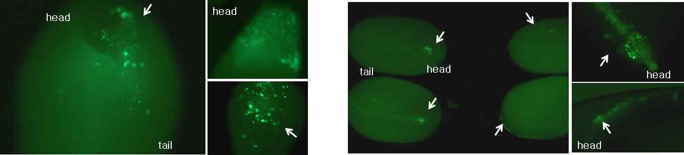 그림 2-9. 각시붕어(A)와 칼납자루(B)의 수정란의 발생에 따른 형광단백질의 발현 양상
