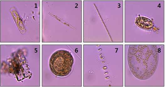 그림 48. 황도리 해수에서 출현한 미세조류.