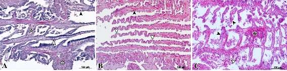 그림 3.2.4 수온 변화에 따른 미더덕, Styela clava 새낭의 조직병리학적 구조