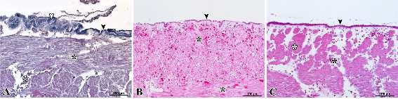 그림 3.2.6 수온변화에 따른 미더덕, Styela clava 피낭의 조직병리학적 구조