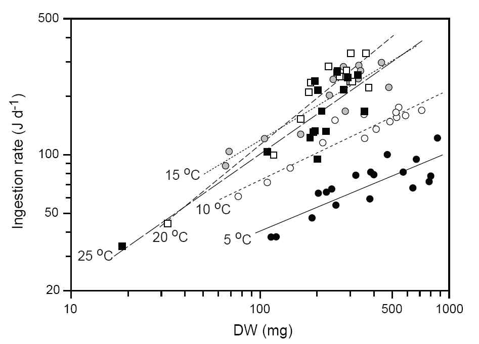 그림 3.2.26 온도에 따른 미더덕의 섭이율과 건중량의 관계