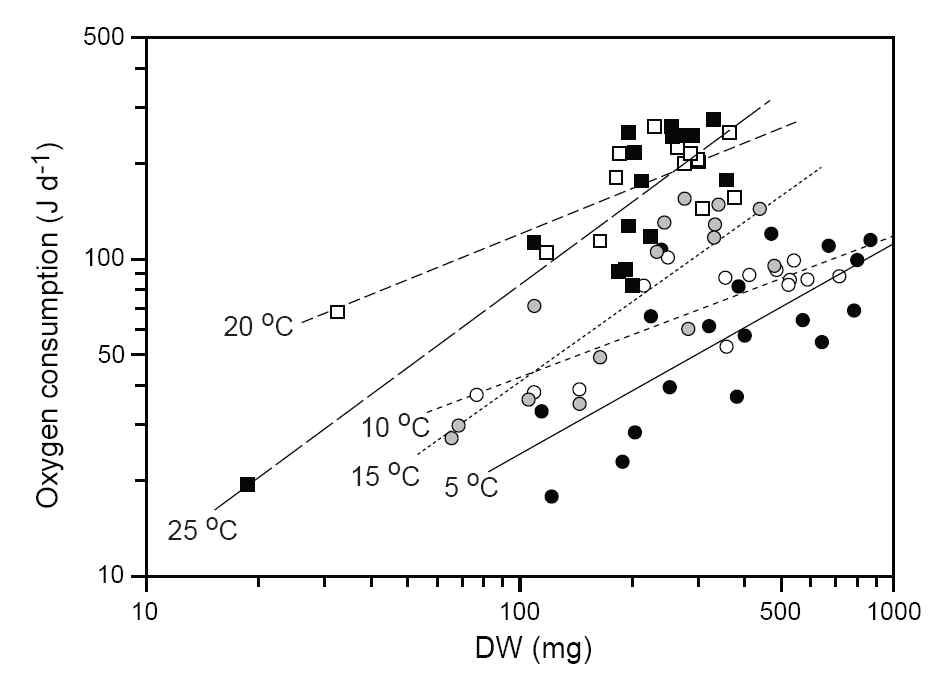 그림 3.2.29 온도에 따른 미더덕의 호흡율과 건중량의 관계