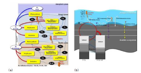 그림 3.5.5 생태계모델의 산소 전달과정의 구성(a)과 수층-퇴적층의 관계(b)