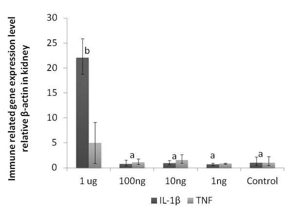 그림 18. G-CSF 재조합 단백질을 복강접종 후 넙치의 면역유전자(IL-1β와 TNF)의 발현량 비교.