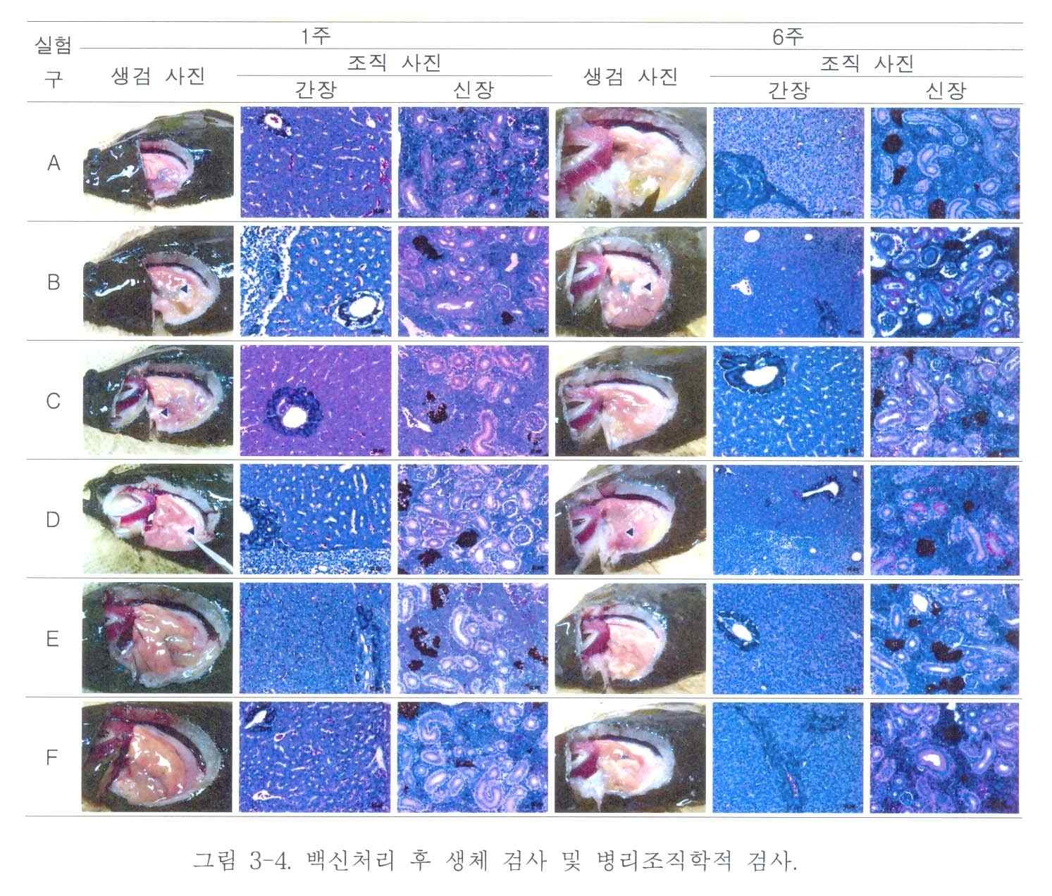 그림 28.백신 처리 후 생체검사 및 병리조직학적 검사.