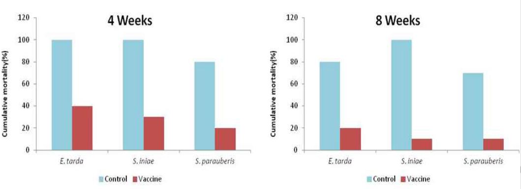 그림 36. 백신 접종 4주, 8주 12주째 인위감염에 따른 누적폐사율