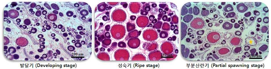 그림 62. 분홍멍게 난소의 생식소 발달단계 관찰