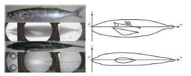 그림 46. X선에 의한 고등어의 부레형상 (좌) 및 이론모델 좌표추출 (우)