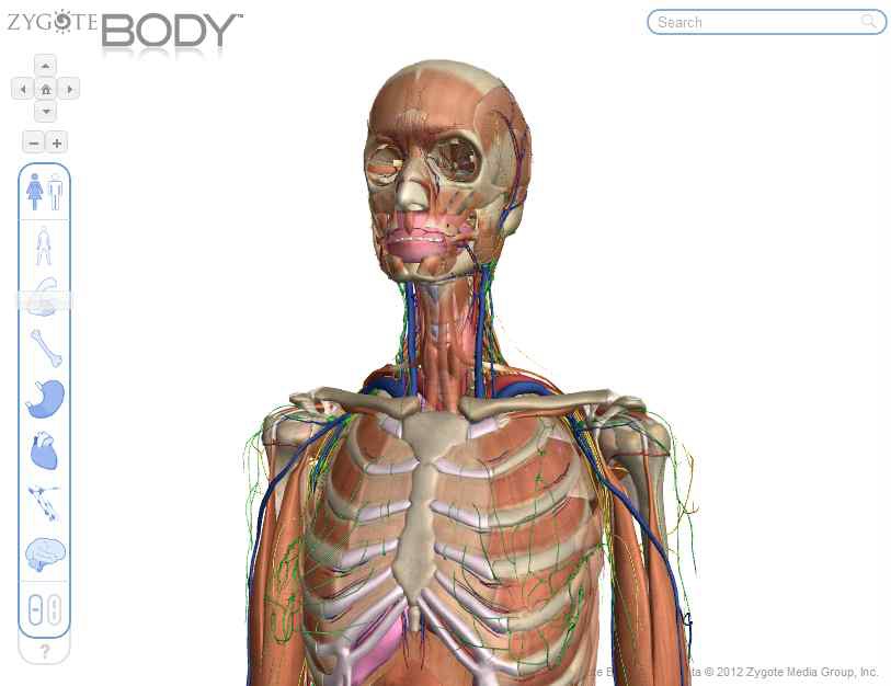 그림 3 Zygote Body Browser