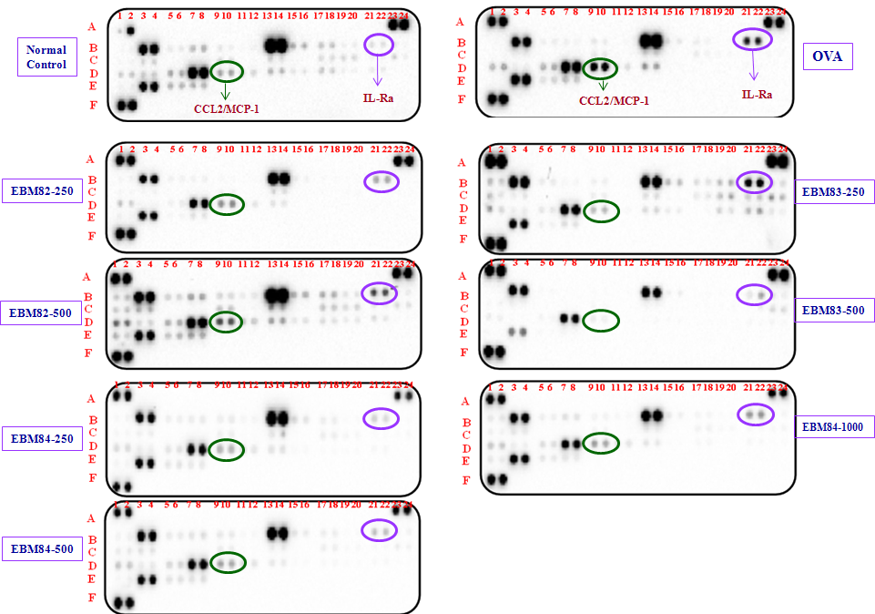 Fig. 32. Cytokine array in plasma on EBM-82, -83 and ?84 administrated mice