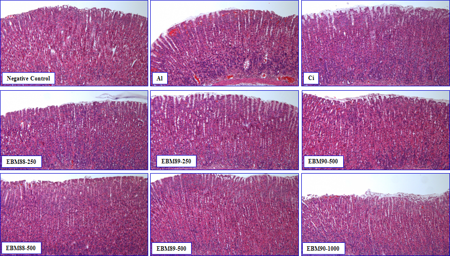 Fig. 53. Effect of herbal extracts (EBM-88, -89 and -90) on gastric inflammation (H&E staining).