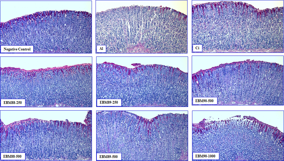 Fig. 54. Effect of herbal extracts (EBM-88, -89 and -90) on gastric mucus secretion (PAS staining).